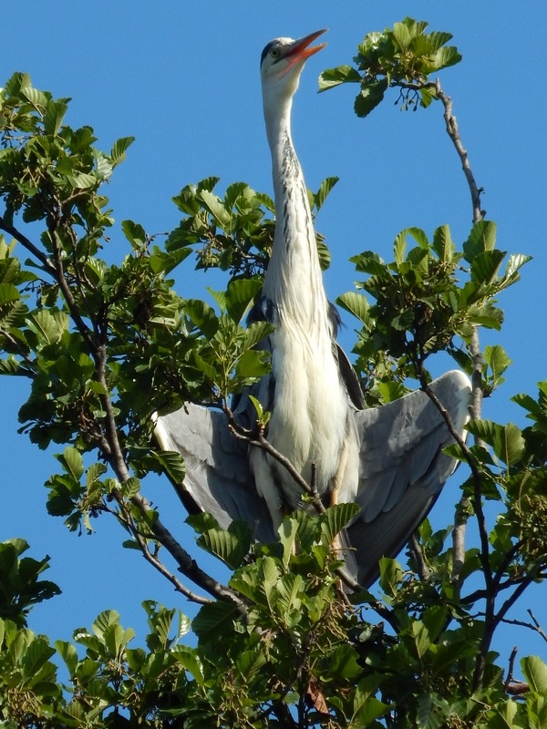 Airone cenerino